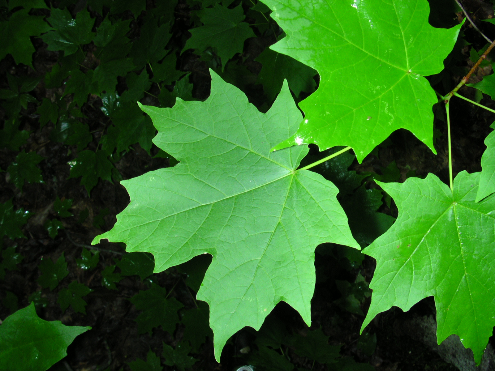 Maple Tree Leaf Identification Chart