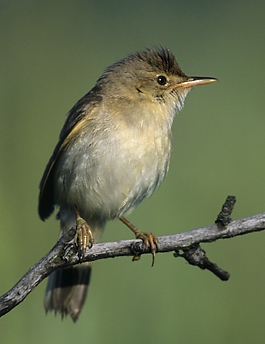 File:Acrocephalus palustris (Marek Szczepanek)b.jpg