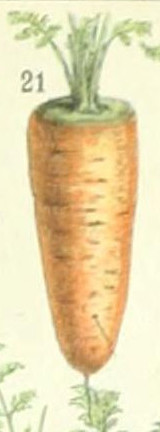 File:Adolphe Millot carotte demi longue.jpg