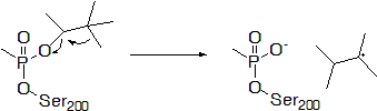 Aging of Soman, an organophosphate