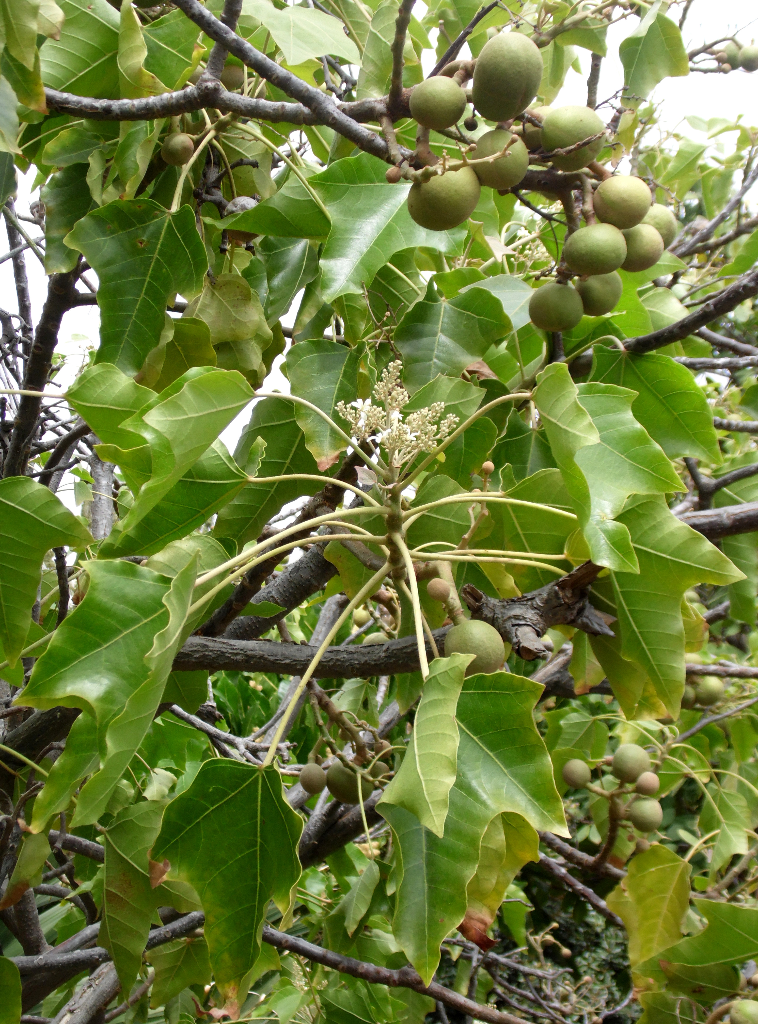 Свечное дерево aleurites moluccana