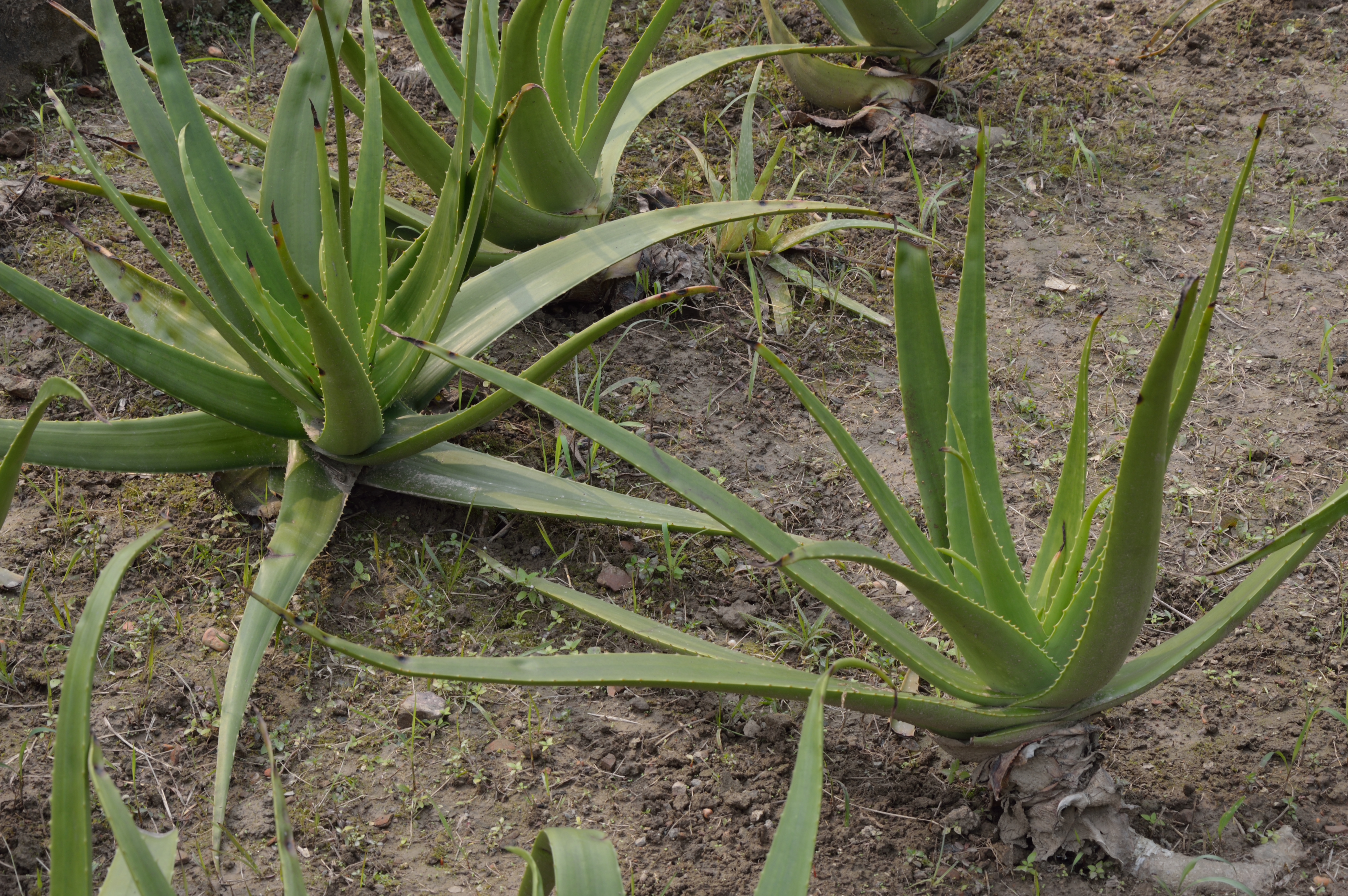 File:Aloe vera - Agri-Horticultural Society of India - Alipore