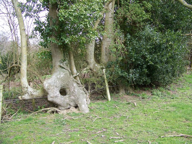 File:Ancient Hedge, Great Ground Hill - geograph.org.uk - 738343.jpg