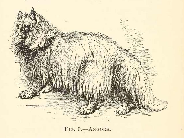 File:Angora Cat.JPG