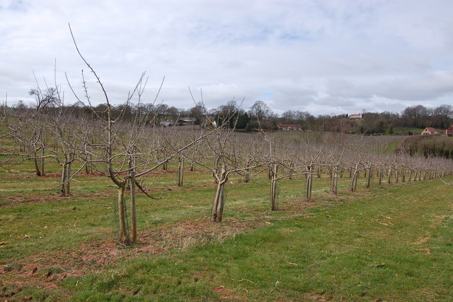 File:Apple orchards near Little Gorsley - geograph.org.uk - 748242.jpg