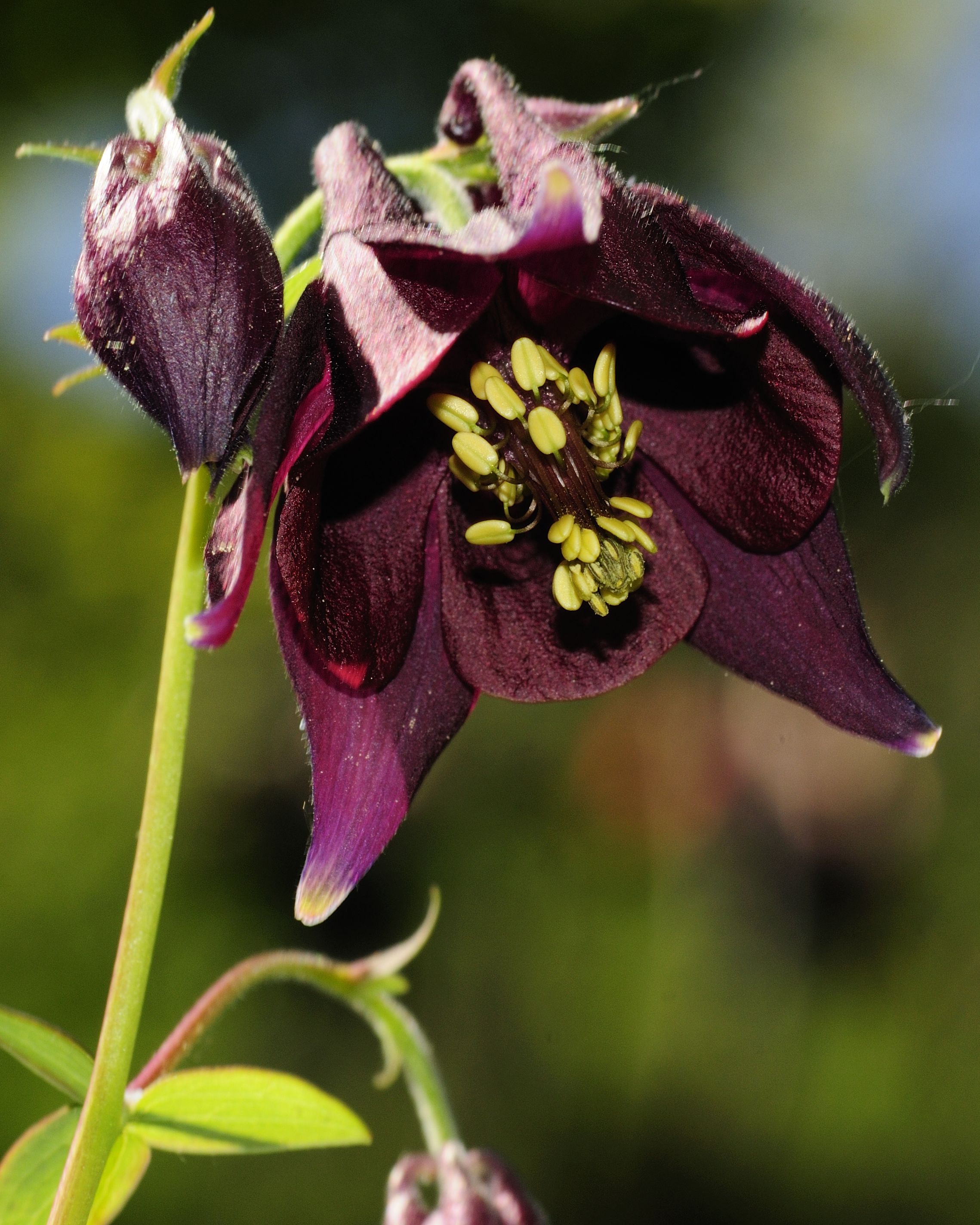 Aquilegia atrata