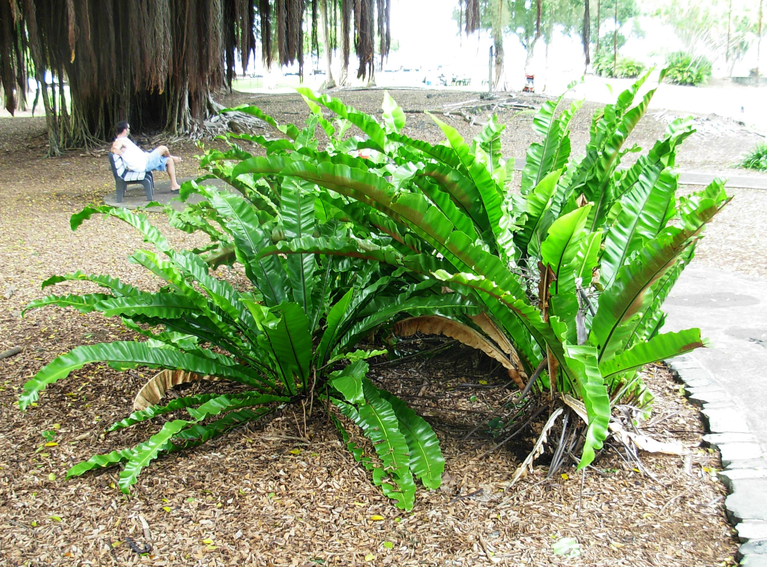 File Asplenium Nidus Fern Queen Liliuokalani Gardens Hilo