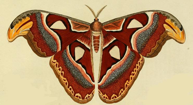 Attacus atlas ill