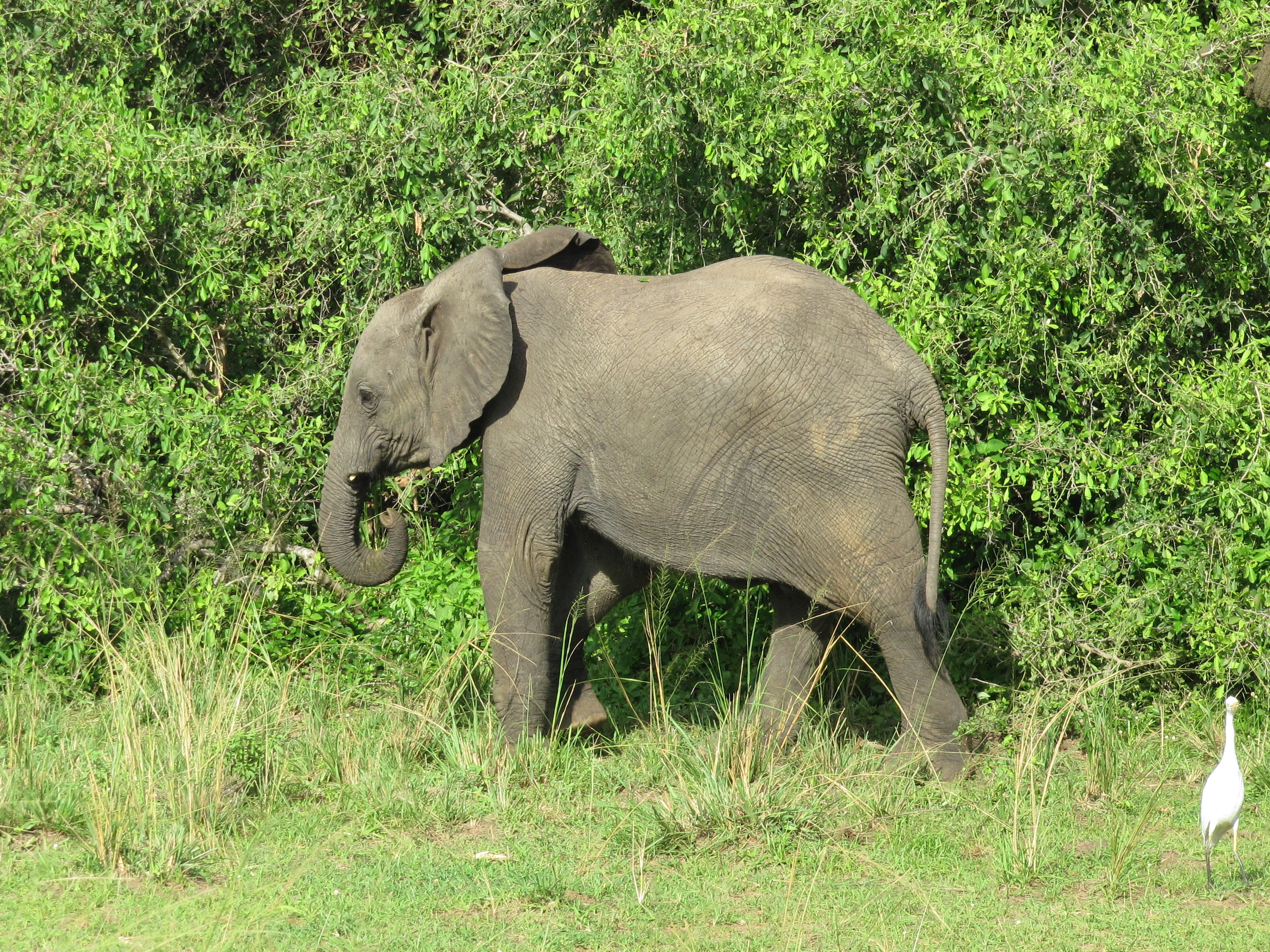 Где стоят слоны. Слон в Австралии. Фото слона стоящего на голове. Слон днем фото. Зелень Слоник Википедия.