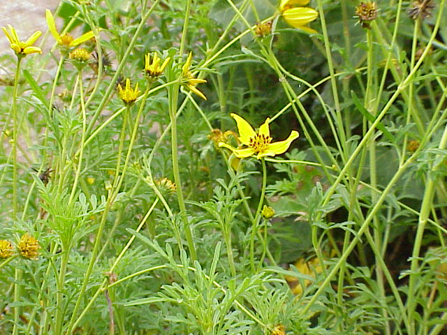 File:Bidens ferulifolia3.jpg