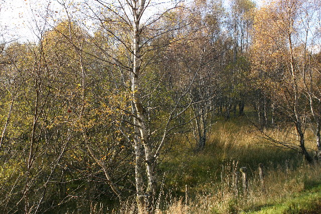 File:Birch and alder - geograph.org.uk - 73513.jpg