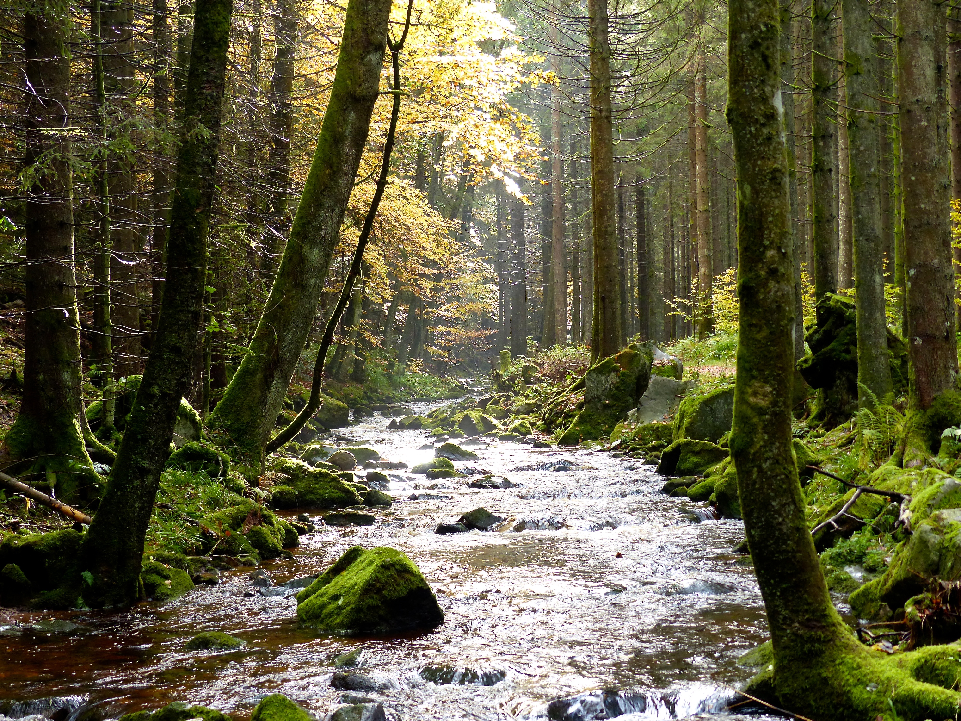 File:Black Forest- Stream (10562132523).jpg - Wikipedia