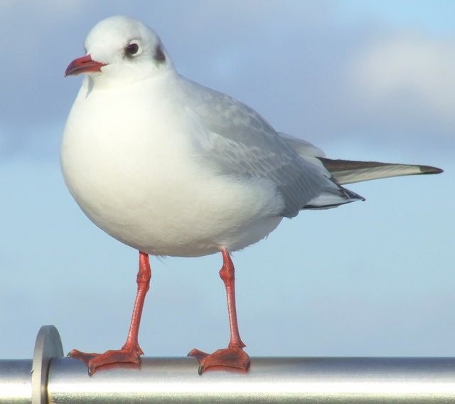 File:Black Headed Gull in Winter Colours - geograph.org.uk - 1131370.jpg