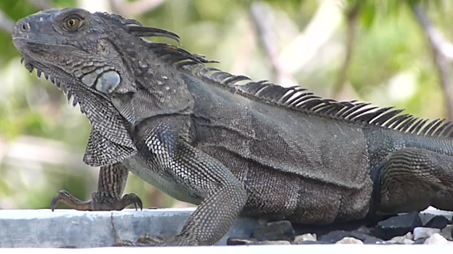 spiny tailed iguana