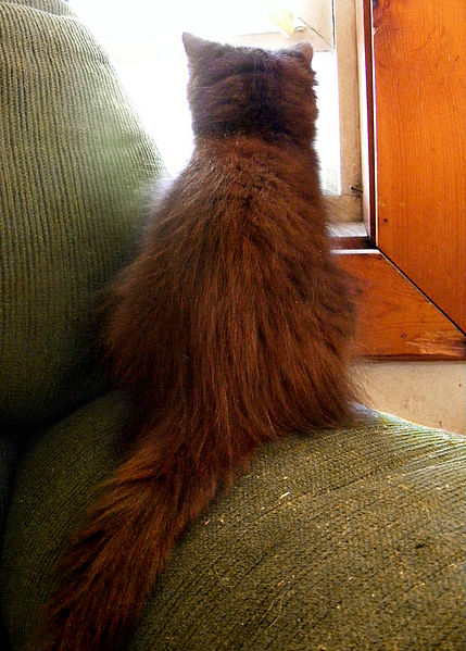 File:Black cat watching outdoor.jpg