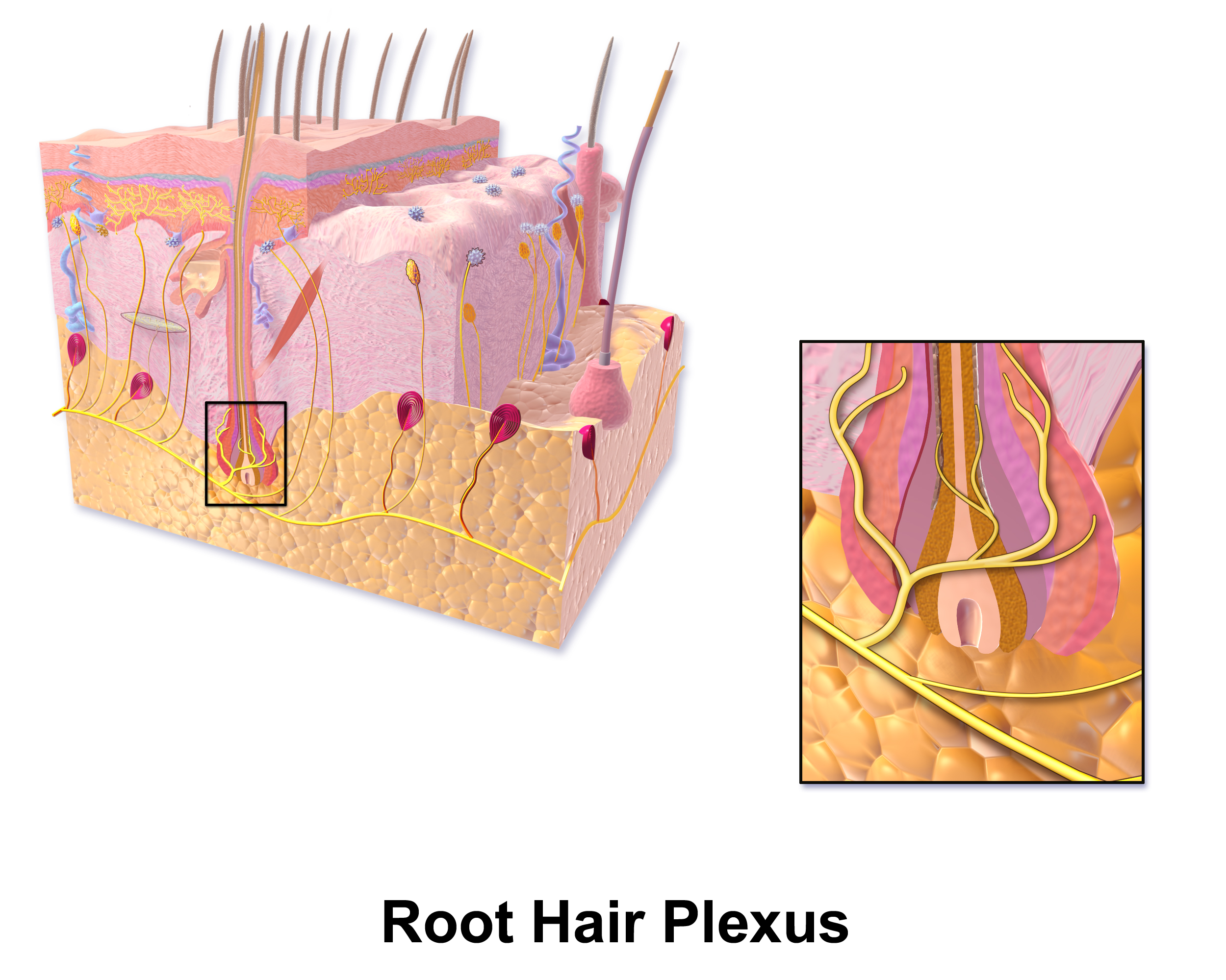 Hair plexus - Wikipedia