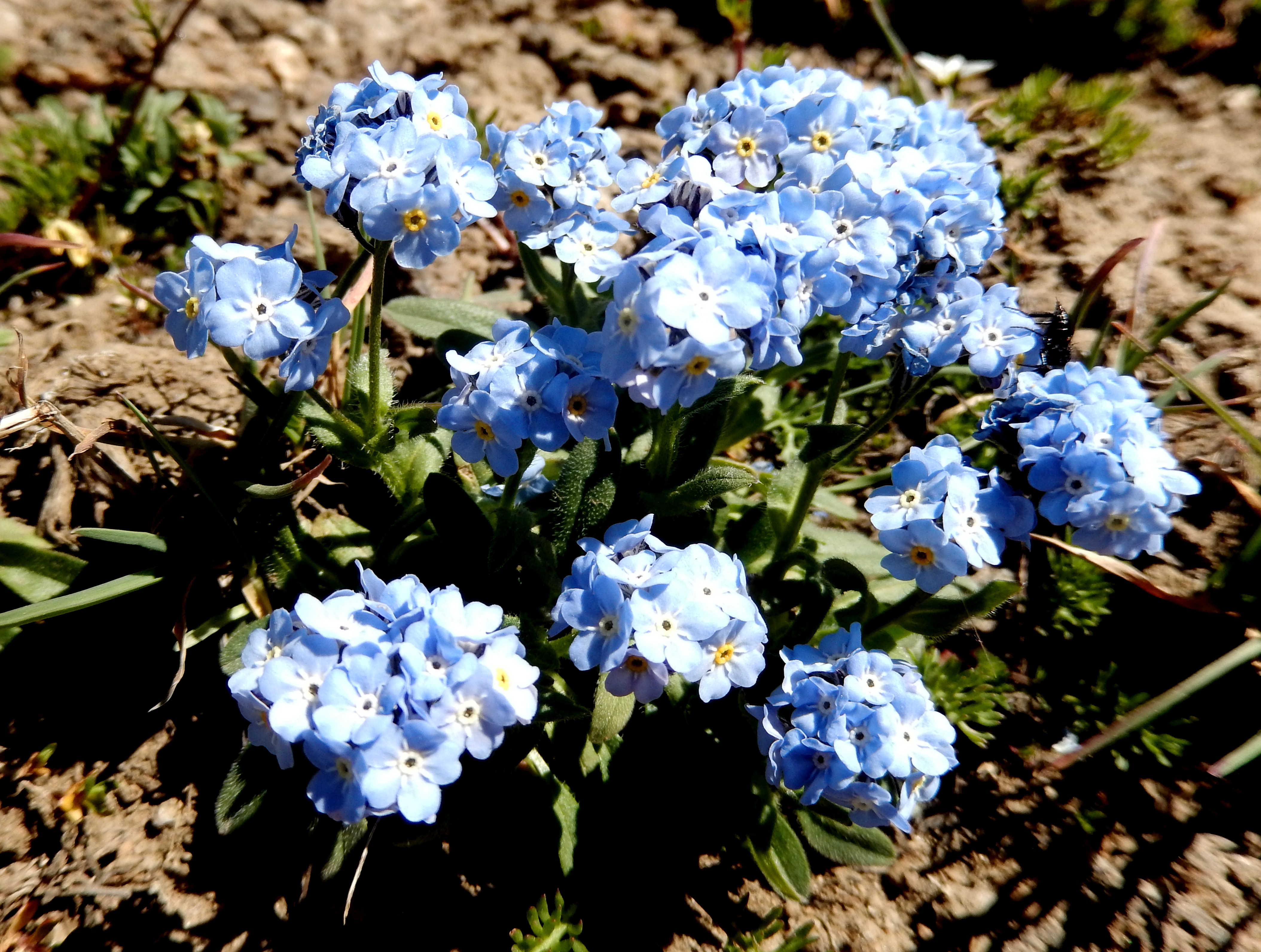 Blue mountain перевод. Blue Mountain Flower. Толстые растения Blue Mountain.