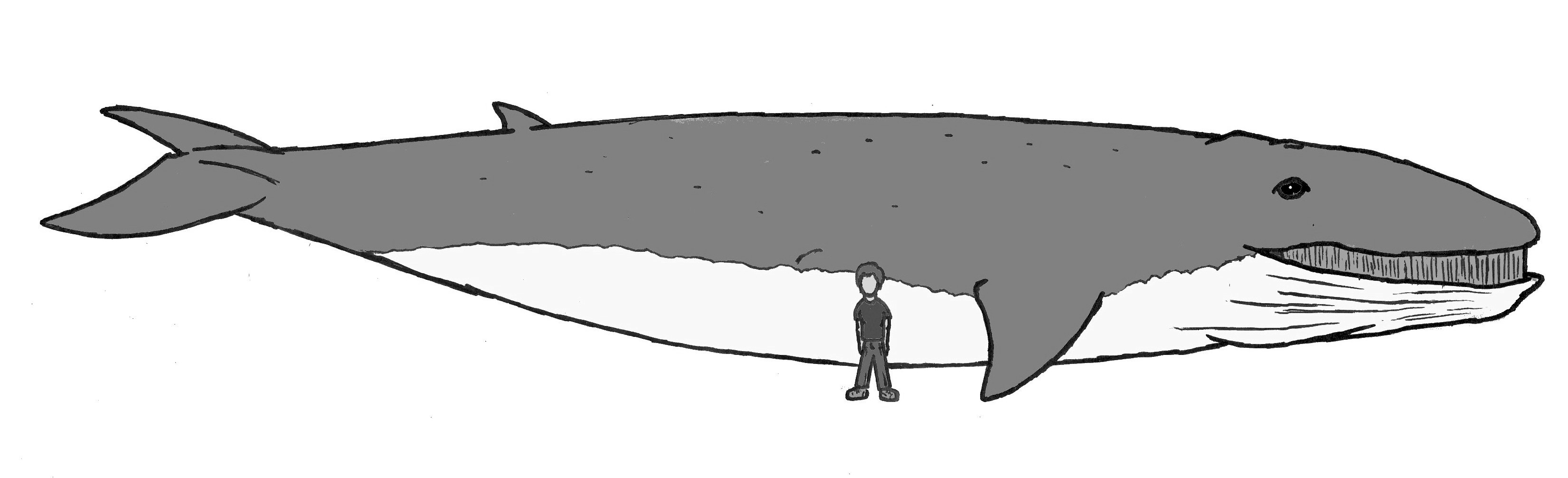 blue whale size comparison to human