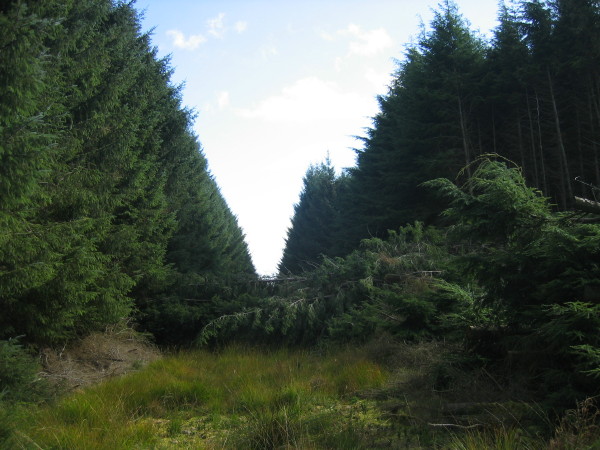 File:Bridleway blocked by fallen trees - geograph.org.uk - 1517402.jpg