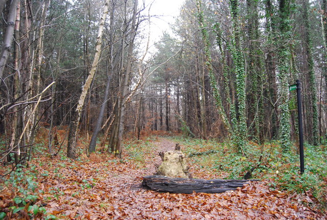 Bridleway in Pembury Woods - geograph.org.uk - 1065302