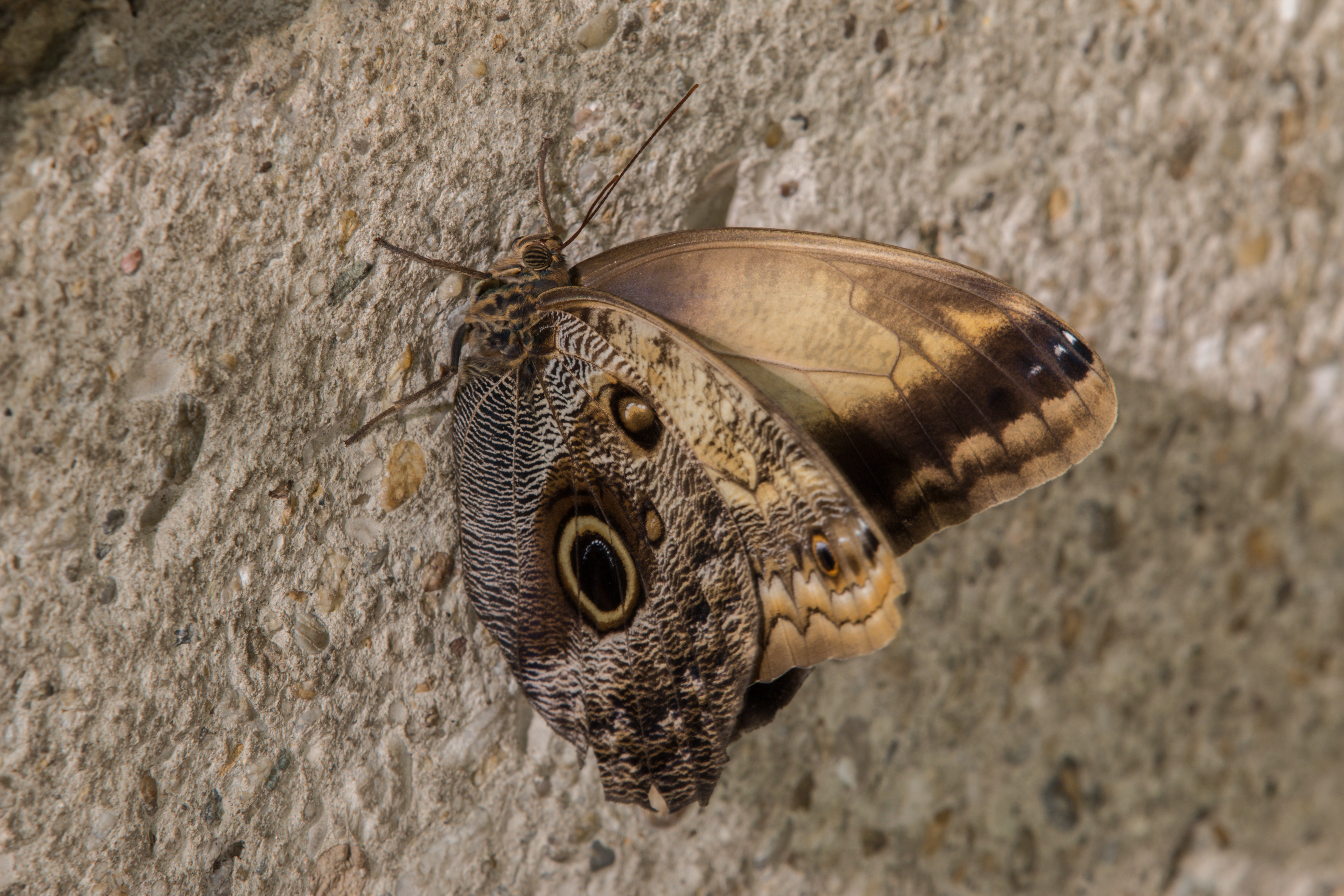 File:Caligo sp.jpg - Wikimedia Commons