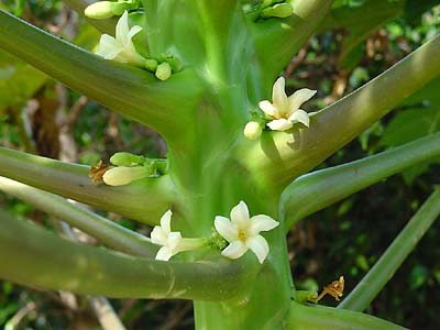 File:Carica papaya bloem.jpg