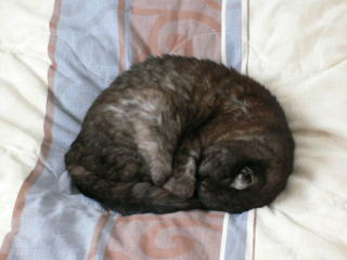File:Cat-sleeping tortoiseshell cat-20051019.jpg