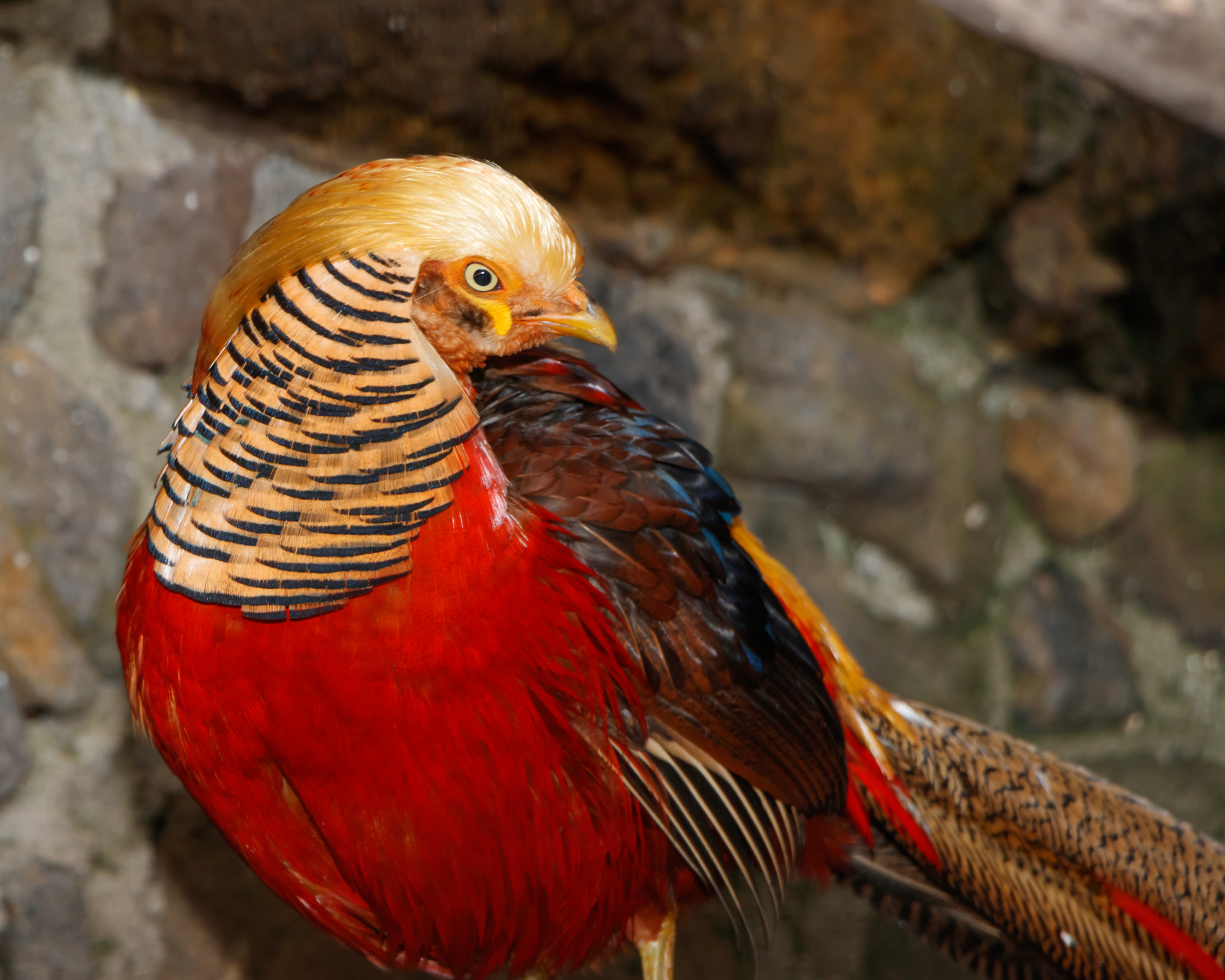 The Golden Pheasant - 10,000 Birds