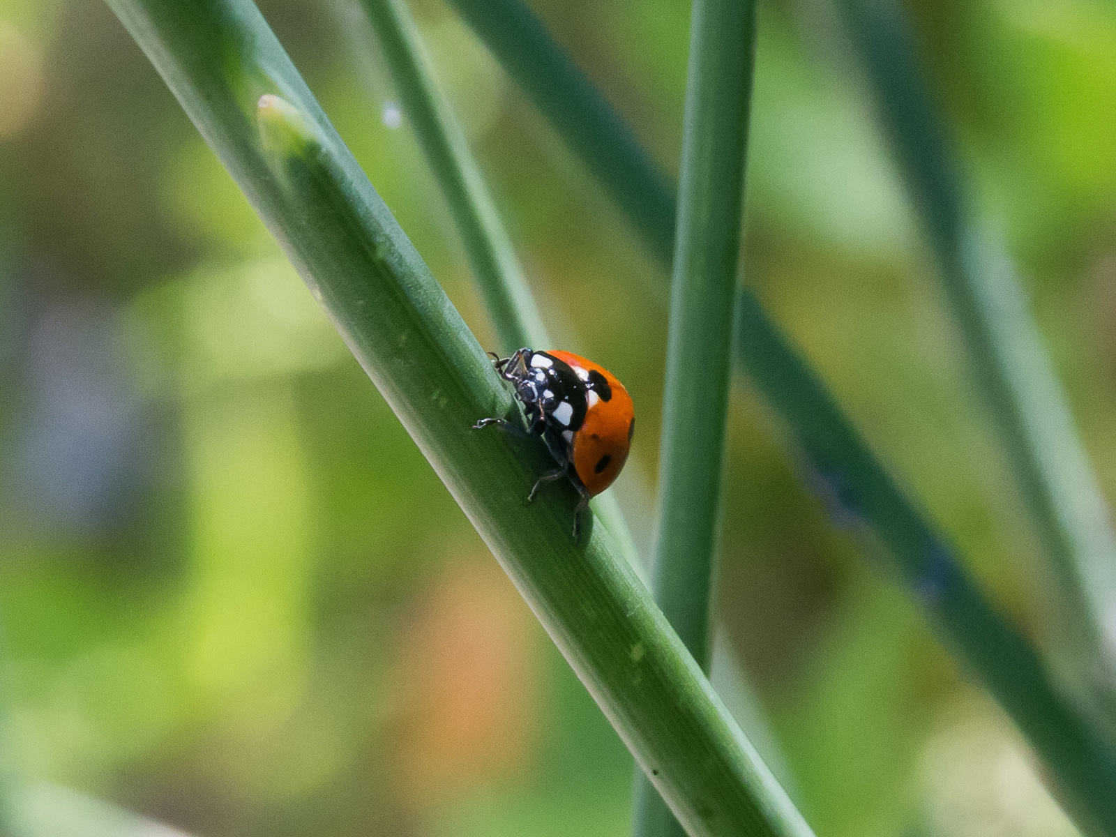 File Coccinella septempunctata Coccinelle 7 points VF 20150620