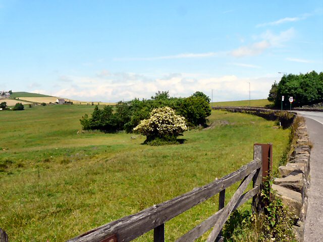 File:Copse near Mossley Cross - geograph.org.uk - 1374813.jpg