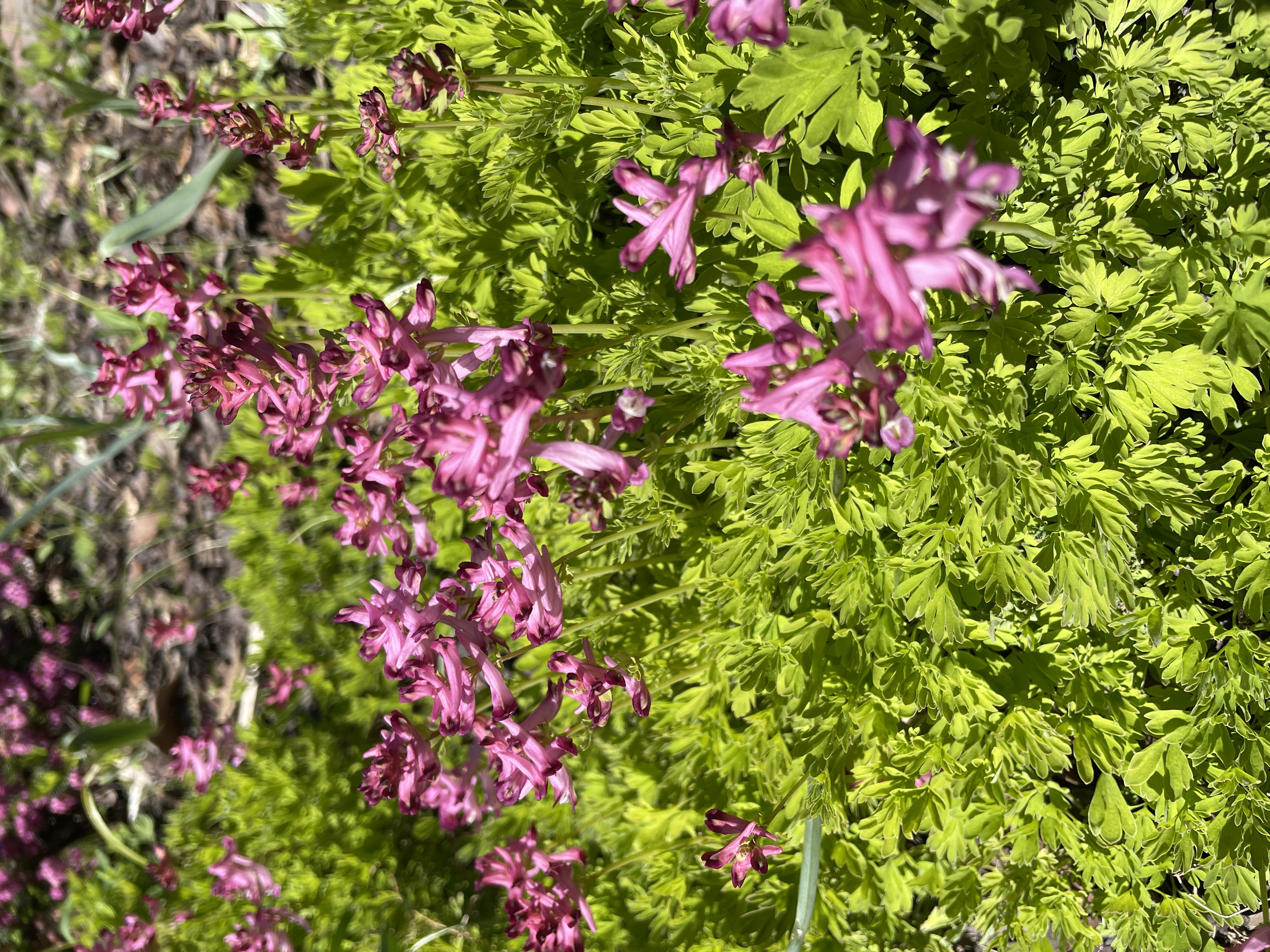 Corydalis paniculigera