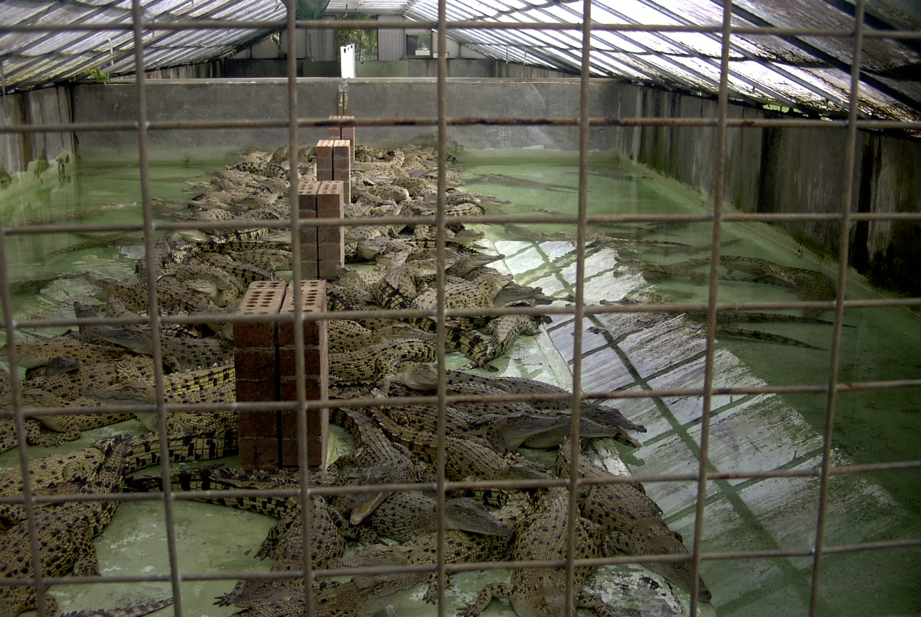 hermes alligator farm