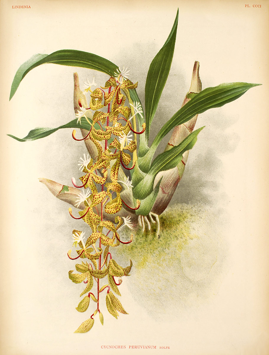 Cycnoches peruvianum - Wikipedia, la enciclopedia libre