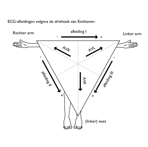 File:Ecg einthoven.png