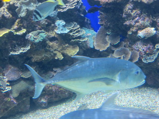 File:Eilat Coral World Underwater Observatory 29.jpg