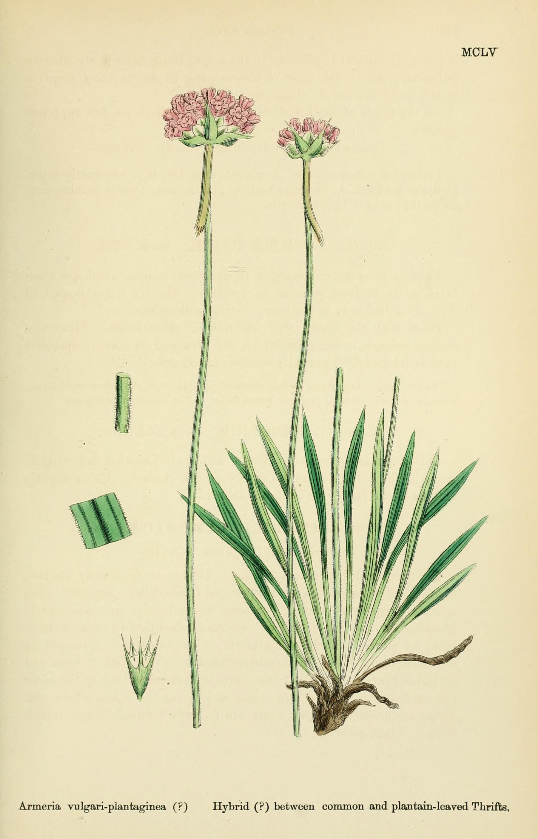 English Botany, or, Coloured Figures of British Plants, with their