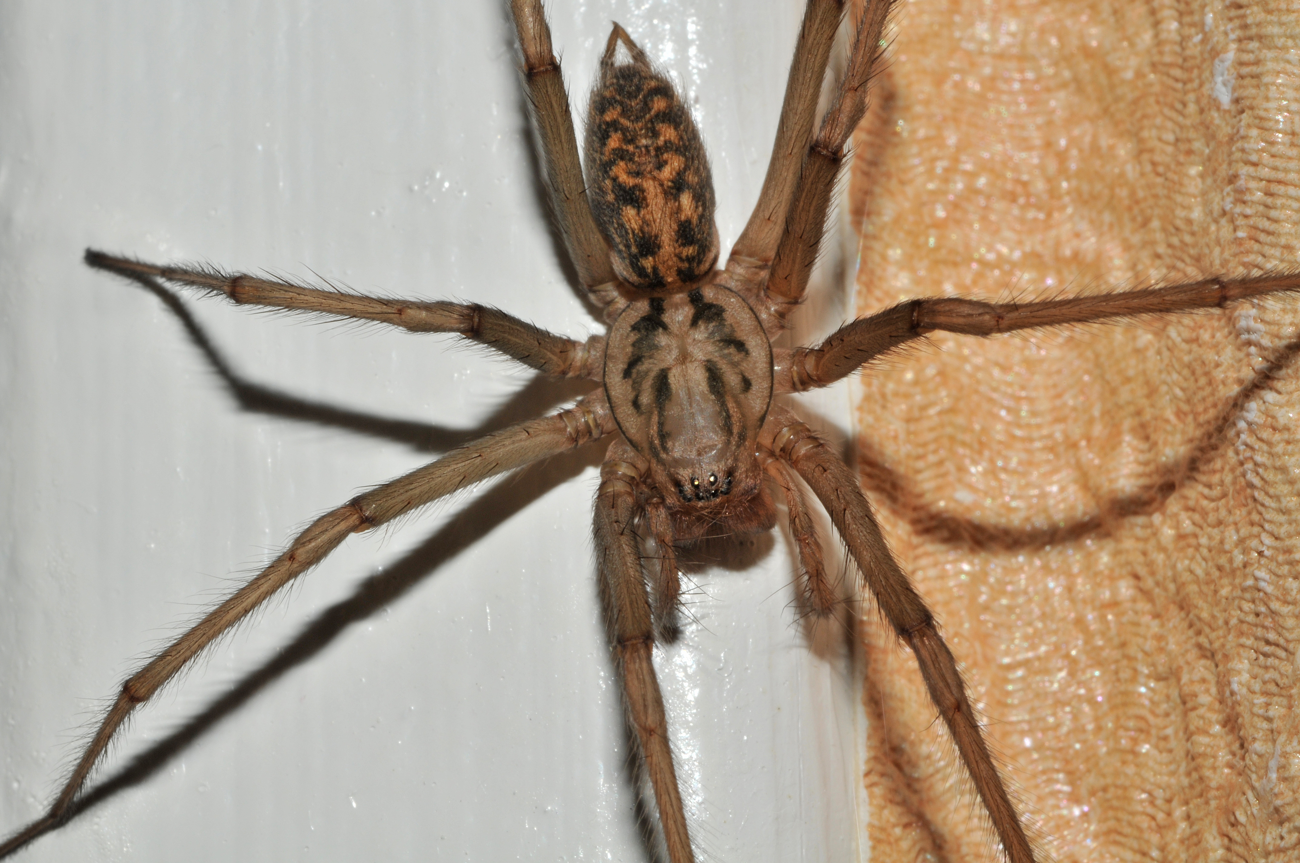 Домашние пауки фото. Tegenaria duellica. Eratigena atrica. Паук тегенария домовая гигантская. Домовый воронковый паук.