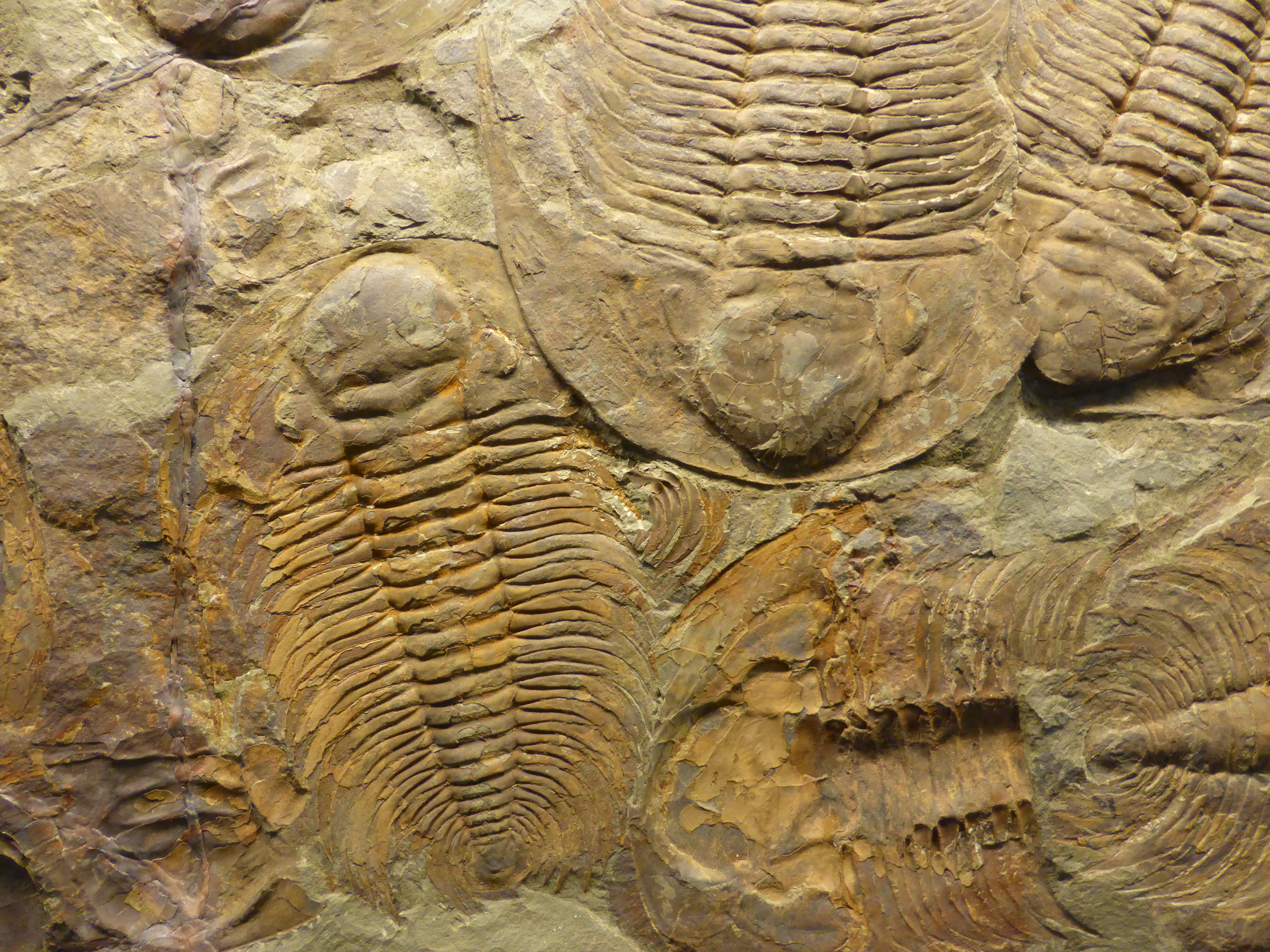 precision de data de fosiles