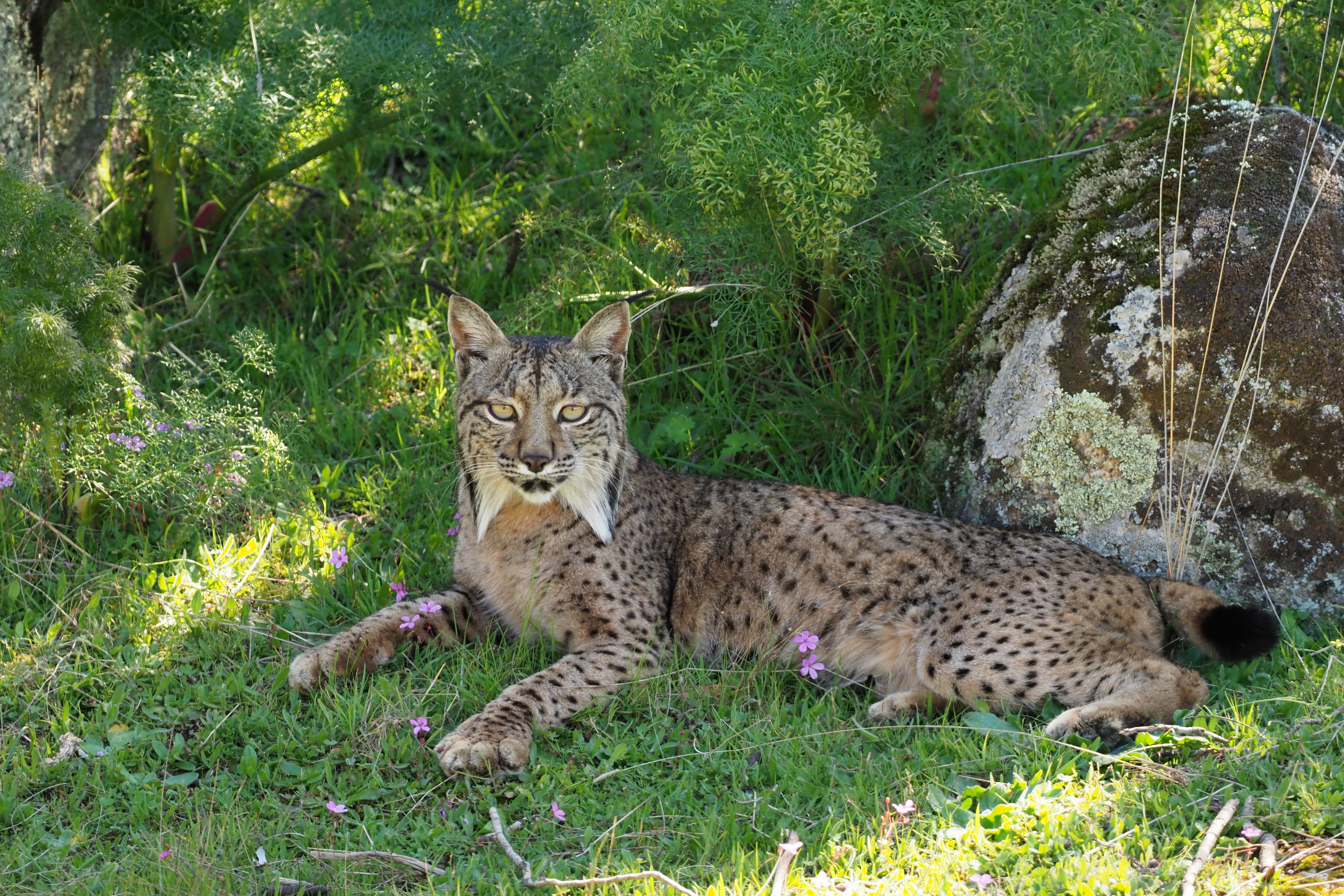 Iberian Lynx Wikipedia