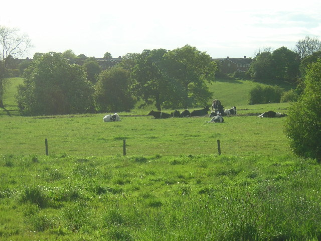 File:Field at Henshaw, Yeadon - geograph.org.uk - 12127.jpg