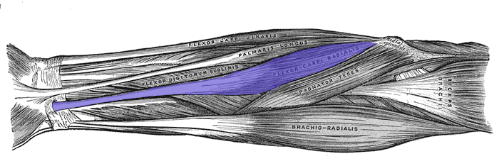 File:Flexor-carpi-radialis-horizontal.png