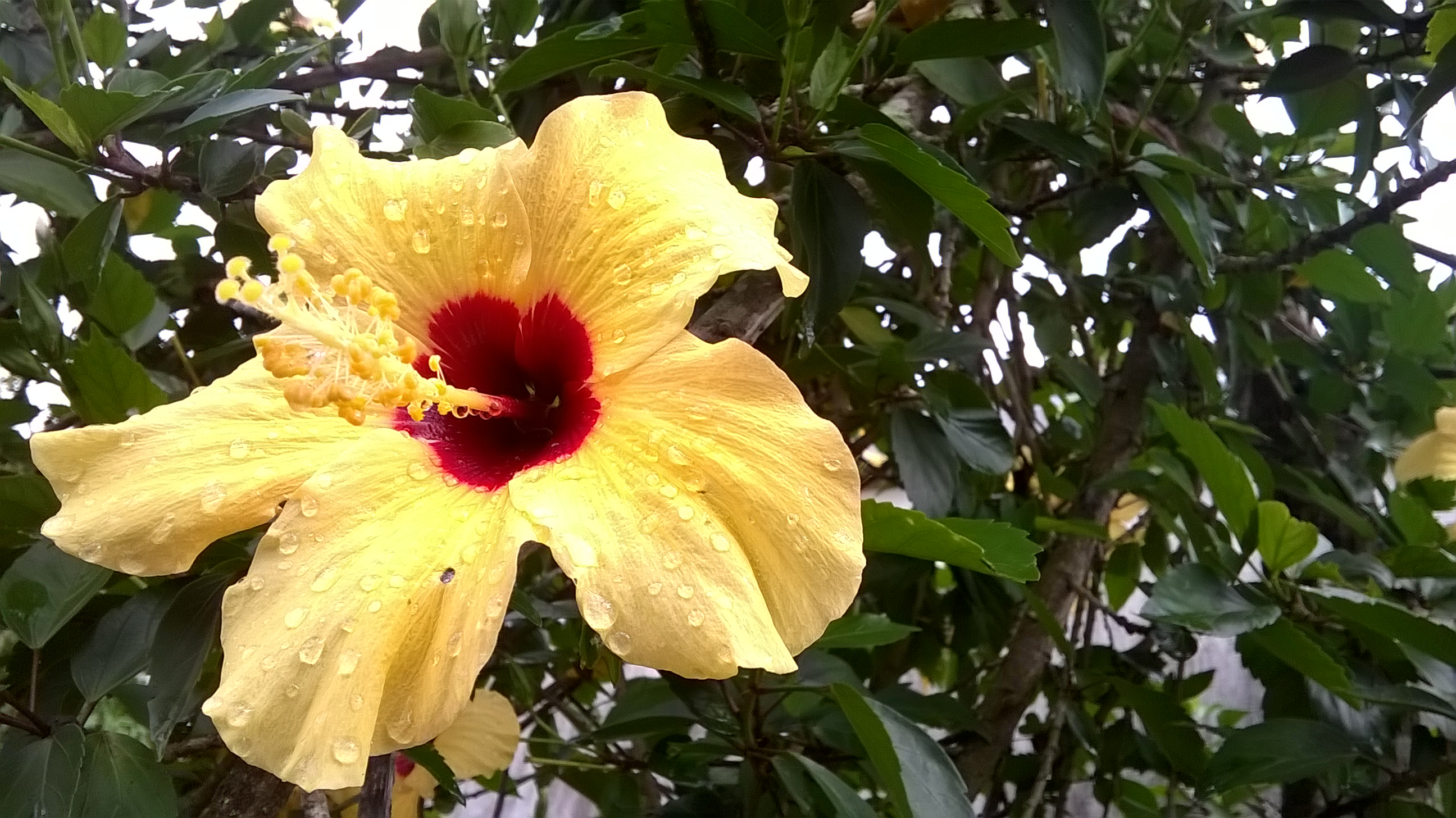 File:Flor Amarela de planta conhecida como Graxa-Ba.jpg - Wikimedia Commons