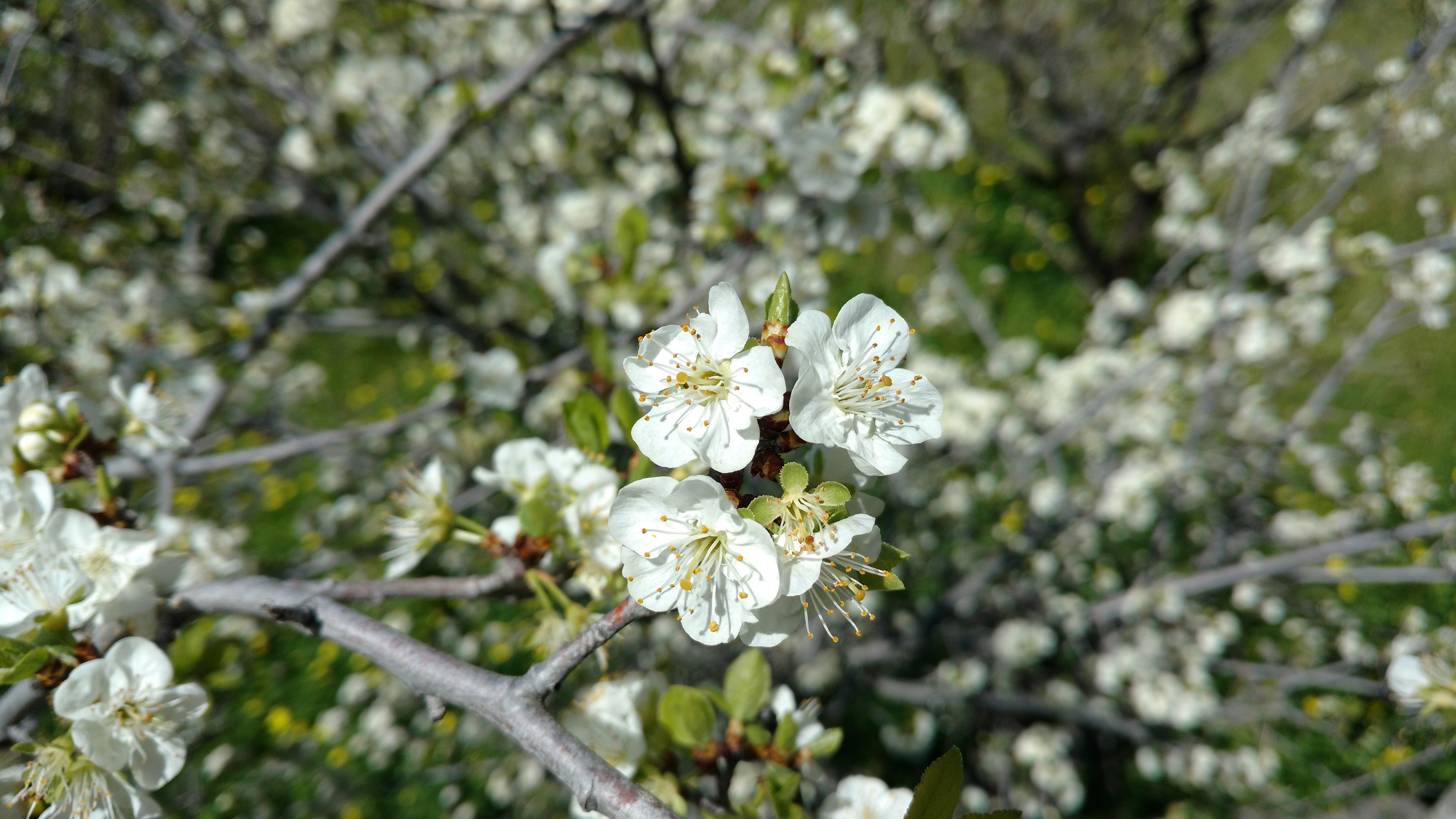 Prunus перевод