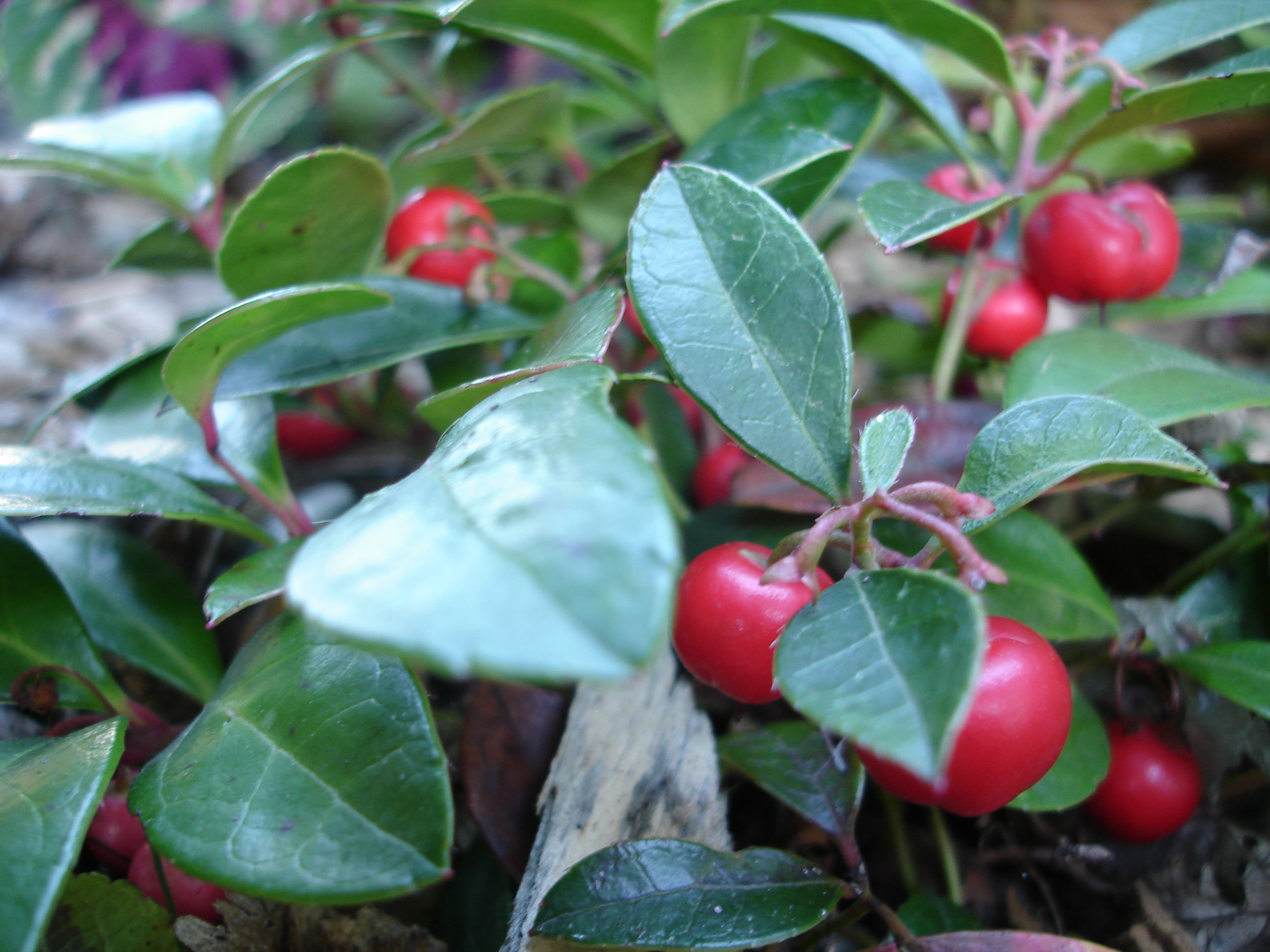 big red berry tree