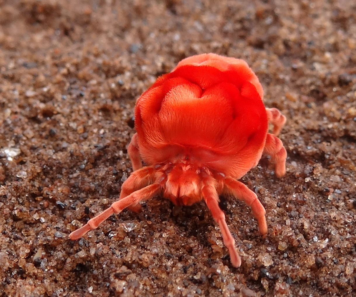 File:Red Land Snail (Schistoloma anostoma) on the hand rail