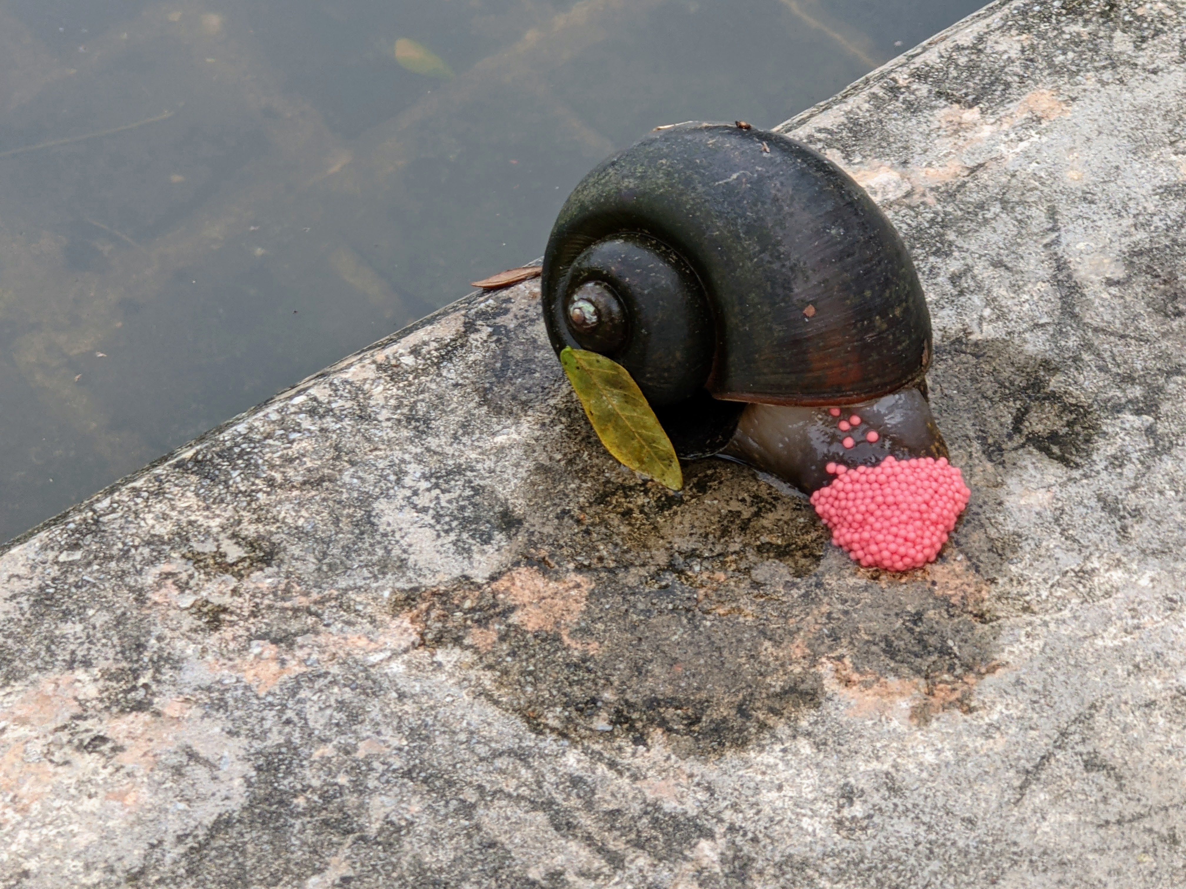 File Golden Apple Snail Laying Eggs Singapore Jpg Wikimedia Commons