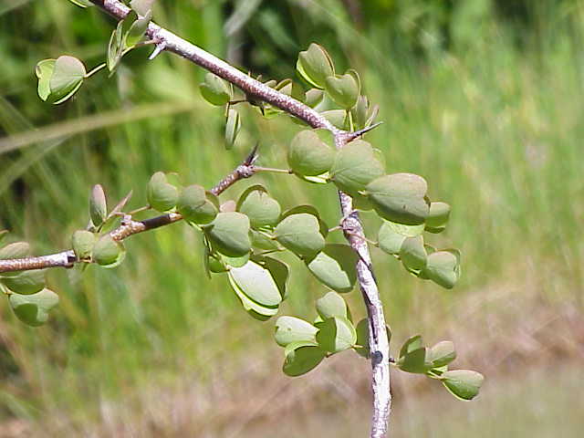 SULFATO DE HIERRO – BOTANICA