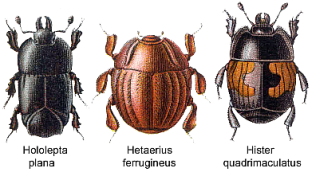 Die Stutzkäfer (Histeridae) s