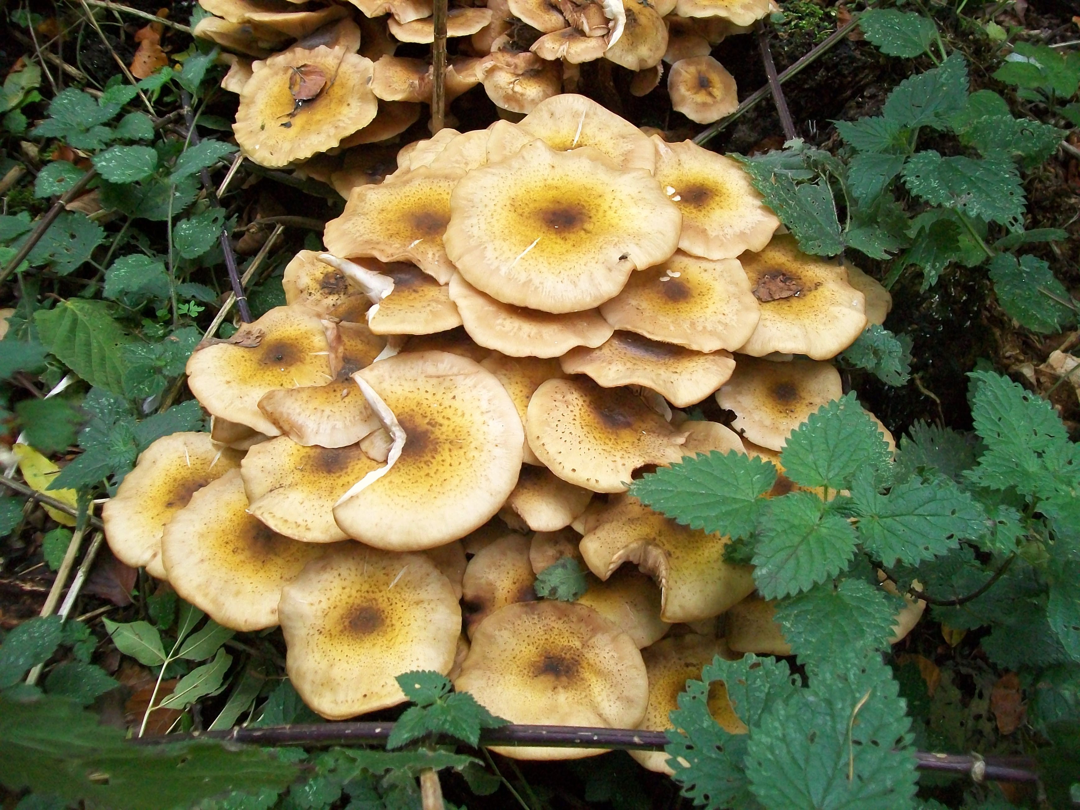 Fungus перевод. Honey fungus.