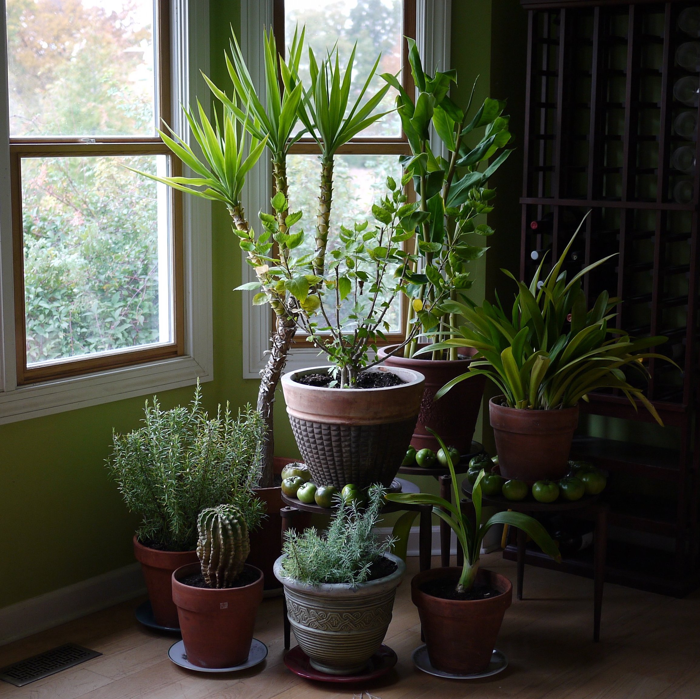 Houseplants_in_Michigan.jpg